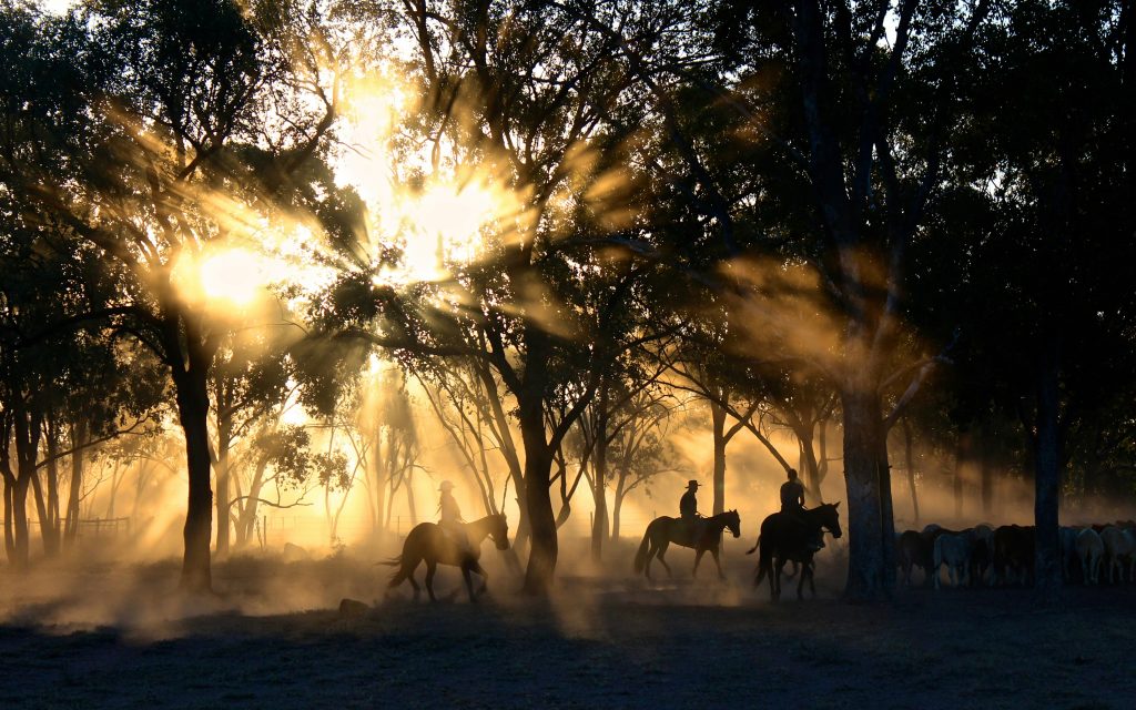 Horse Riding in Zimbabwe