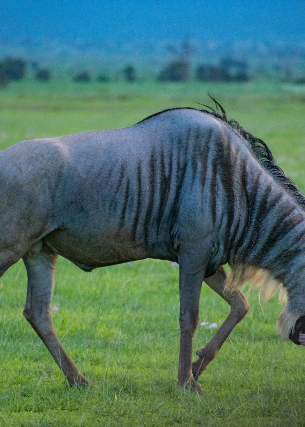 brian-kungu-GmrY5oNzzWI-unsplash