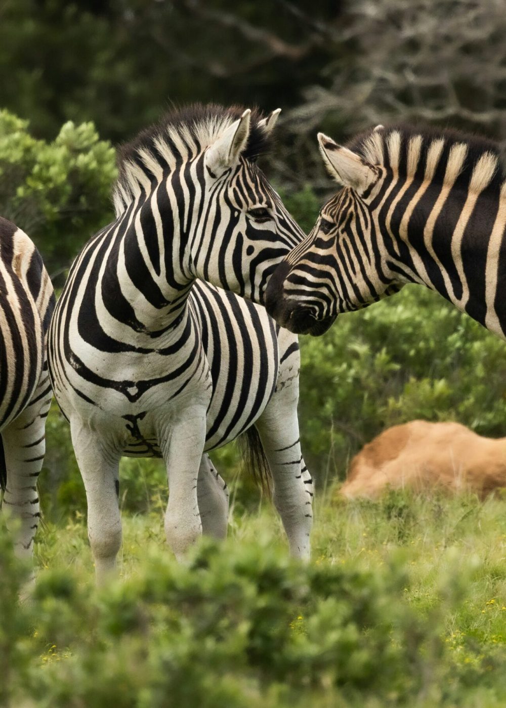 charl-durand-WEU7ceagNgo-unsplash