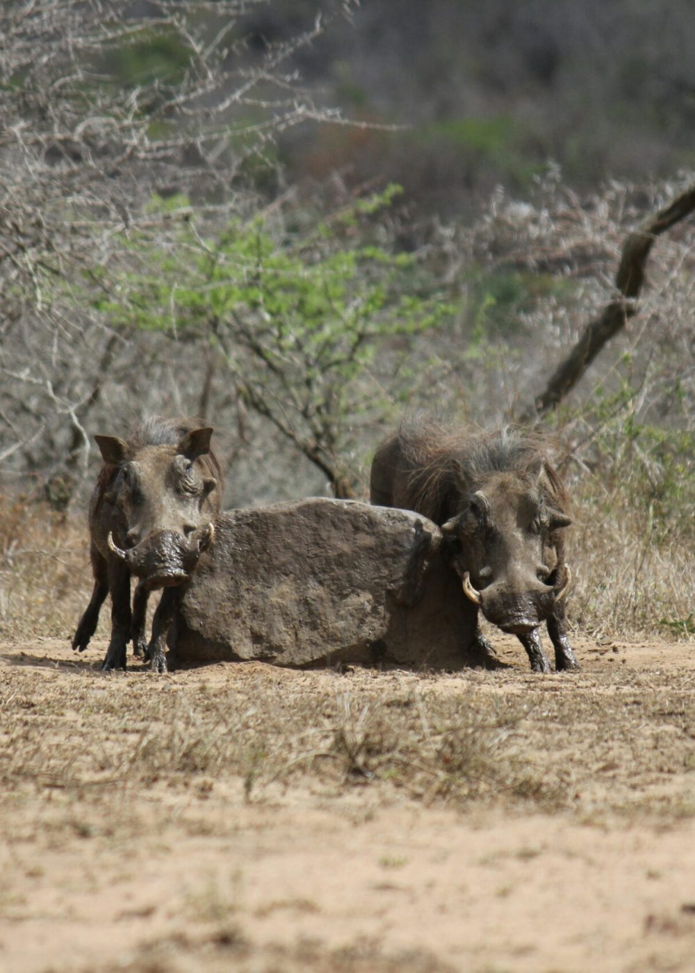 martie-bloem-3wM4vvwjE-4-unsplash