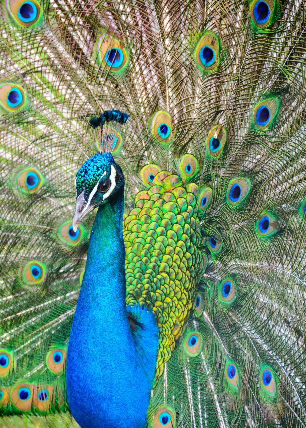 ricardo-frantz-GvyyGV2uWns-unsplash