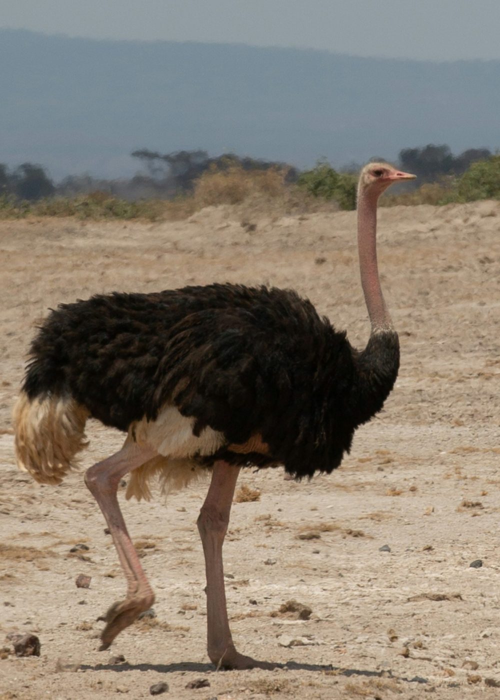 saad-khan-dMt7O_PwJUU-unsplash