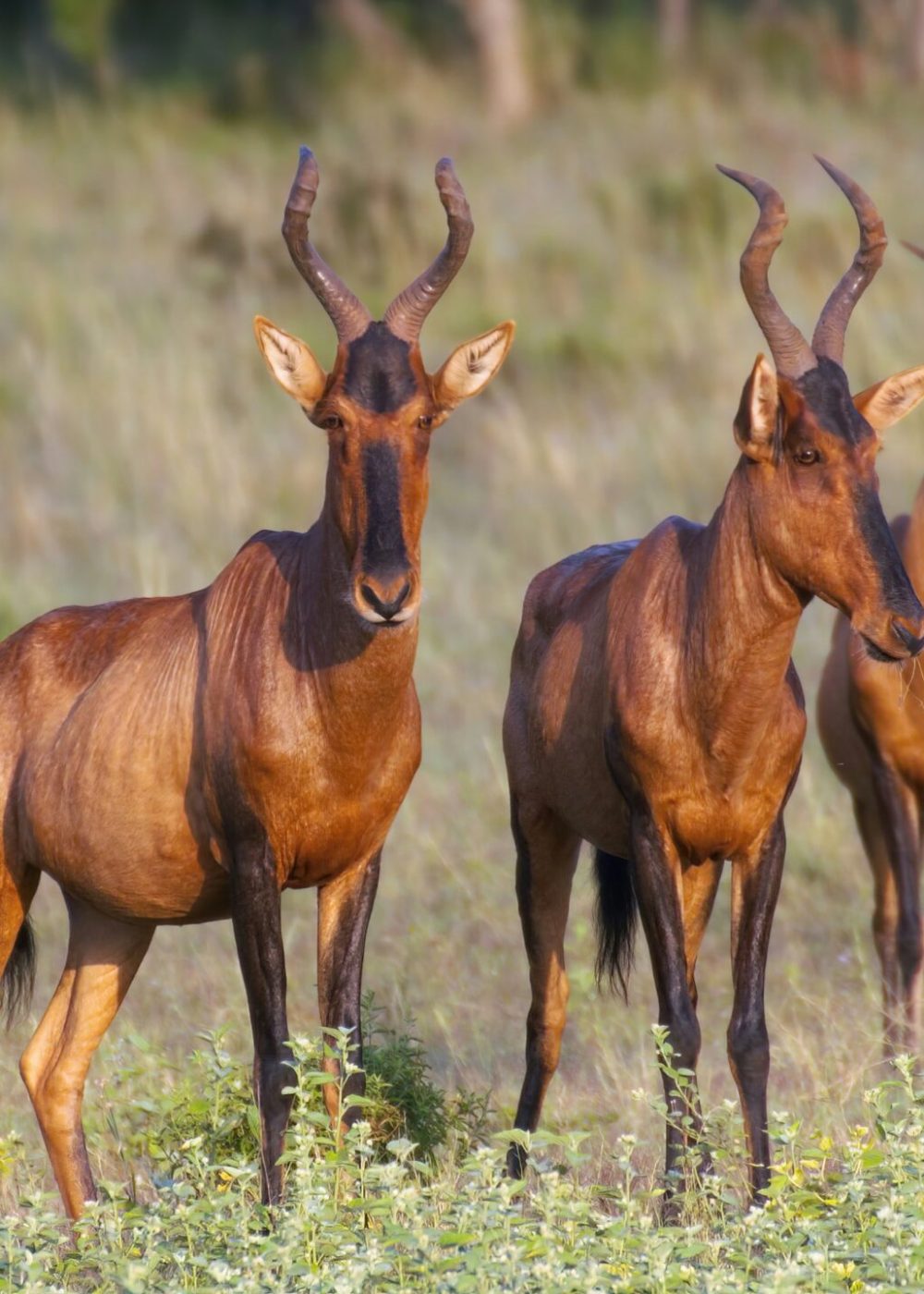 simon-hurry-lOBJGtA9cgI-unsplash